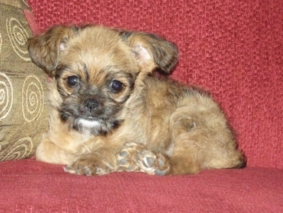 Jet Becaine Dykstra the Broddle Griffon puppy laying on a red couch next to a tan pillow looking at the camera holder