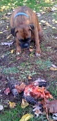 Bruno the Boxer sitting down looking at a dead chicken