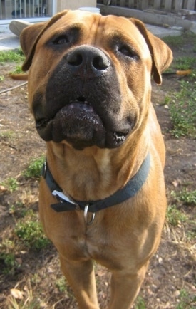 Close Up front view - Vito the Bullmastiff standing in the backyard and looking at the camera holder