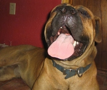 Close Up - Vito the Bullmastiff laying in front of a red wall and a wooden door with its mouth open and big tongue sticking out looking slightly upwards