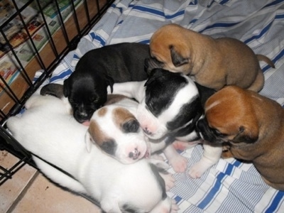 Topdown view of a litter of Bullador puppies that are sleeping on top of each other in a dog cage.