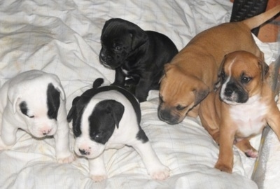 A litter of Bullador puppies on a bed.