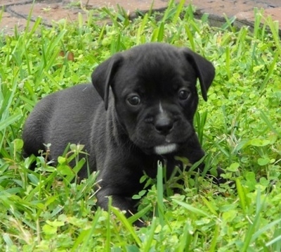 French Bulldog Mix Did You Know All Of These Hybrids