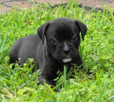 english bulldog lab mix puppies