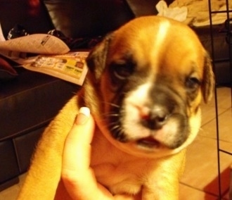 Close Up - A person is holding a brown with white and black Bullador puppy in the air.