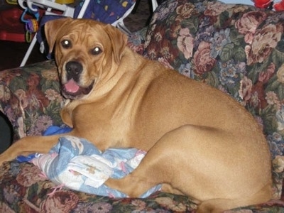 Todd the Bullboxer Staffy Bull laying on a couch on top of a blanket