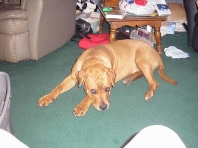 The front left side of a tan Bullboxer Staffy Bull that is laying down on a carpet. There is a lot of clutter behind it.