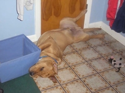 The front left side of a tan Bullboxer Staffy Bull that is laying belly-up across a tiled kitchen floor, next to a basket.
