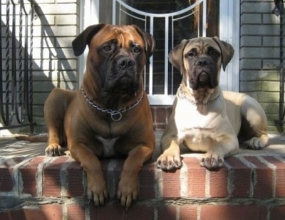 dark brindle bullmastiff