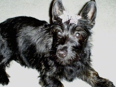 Clover the shiny-coated, black Bushland Terrier puppy with a white ribbon in its hair laying on a carpet. The dog has a black nose and wide round dark eyes with perk ears.