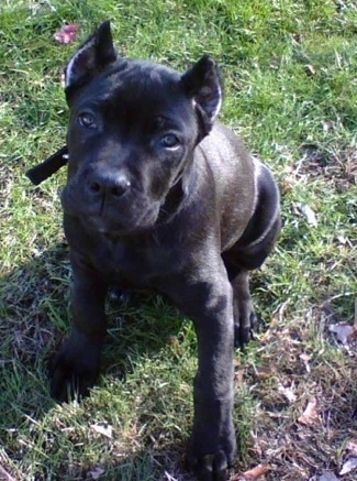 Cane Corso Italiano Dog Breed Pictures 1