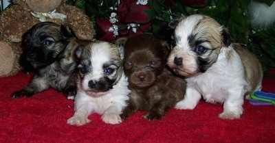 A Litter of Cheenese Puppies laying together on a blanket with a brown plush bear toy on one side of them and plastic toy keys are on the other side