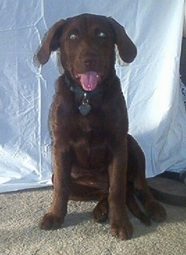 Princess Baby Rascal the Chesador is sitting in front of a backdrop on a carpeted floor with its mouth open and tongue out wearing a green collar