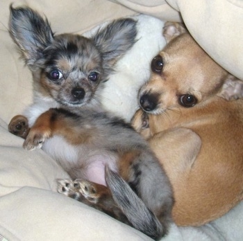 Stoli and Roxi the Chihuahua Puppies are laying in a dog bed with a blanket surrounding them next to each other