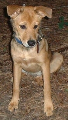 Front view - A tan Chinook mix is sitting on flakeboard and it is looking down at something on the ground.