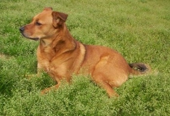 View from the side - A tan Chinook mix is laying in grass and looking forward.