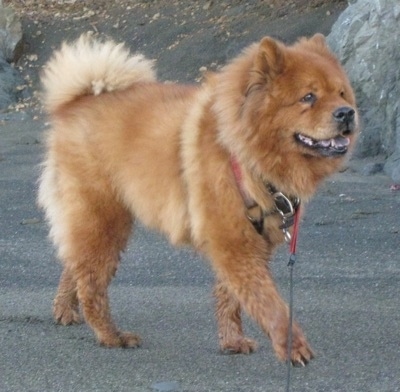 Murphy the red Chow Chow is walking across a gravelly surface with large rocks in the background. His black tongue is showing.