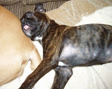 Close Up - Brosa the Boxer puppy is laying on a blanket on a bed. Brosa is laying on the backside of another dog