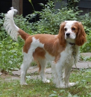 Sputnik the reddish brown and white Cockalier is standing outside in a field and there is a rock path behind her