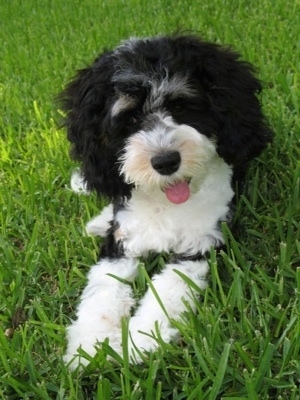 Sedona the tricolor black, white and gray Cockapoo as a Puppy. Sedona is laying outside in a field. Her mouth is open and tongue is out
