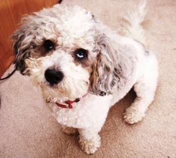 Bubba the curly white with gray eared Cockapoo is sitting on a tan carpet next to a wooden dresser