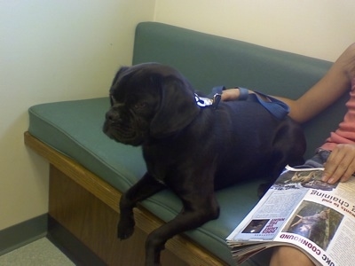Duke the Cocker Pug is laying on an indoor bench inside a waiting room next to a person reading a magazine