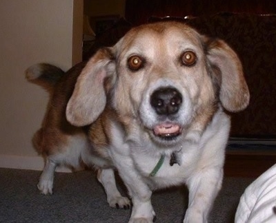 Max the Corgi Basset is walking across a carpeted floor and looking at the camera holder with wide eyes and his mouth open