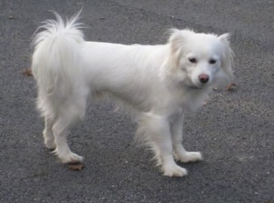 Cote the Coton Eskimo is standing on a blacktop and looking to the left of its body