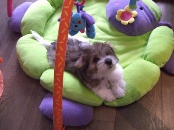 Anya a tri-colour Coton de Tulear puppy is laying on a green flower stuffed baby mat under a baby mobile