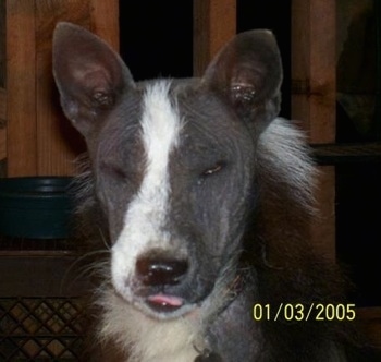 Close Up - Pippy-Dog the gray and white Coydog is sitting outside in front of a wooden fence at night. Its eyes are closed and its tongue is only a little bit out of its mouth