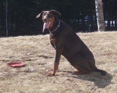 Ruka the red Doberman is sitting in a brown field with a red frisbee in front of her. Her mouth is open and her long tongue is out.