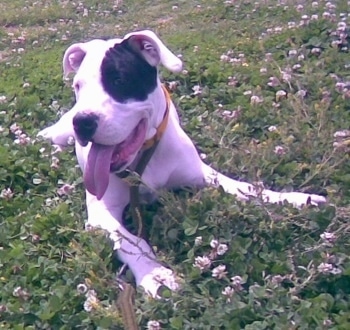 Donna Auca Liu the Dogo is laying in a field of flowers. She has a black Spot over her left eye. Her mouth is open and her tongue is hanging out