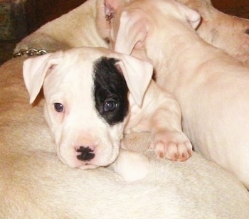 Donna Auca Liu the Dogo puppy is cuddled together with another Dogo and a larger Dogo. She has a black Spot over her left eye.