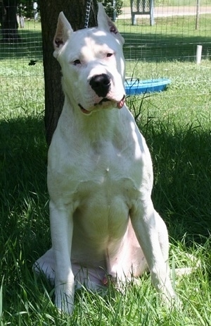 Gone to the Dogos Kilo the Dogo Argentino sitting under a tree in the backyard