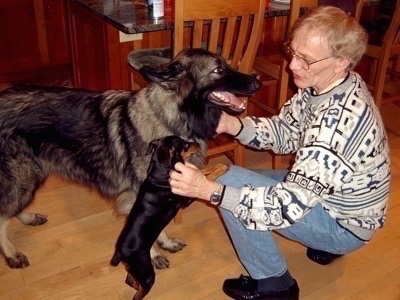 The right side of a gray and black Shiloh Shepherd and a black with brown Min Pin that are standing in front of a kneeling man. The Min Pin is standing against the man's knee