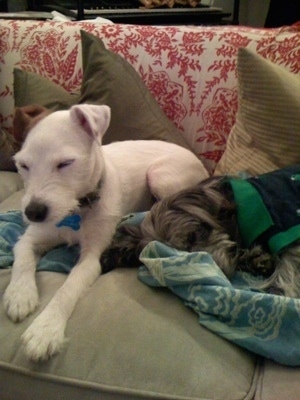 A white with brown Jack Russell Terrier is laying on a couch and a Terrier mix is laying down on a blanket on top of a couch.