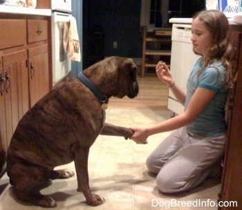 The right side of a brown brindle with white Boxer giving its paw to a child, in front of it, for a treat