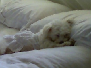 The right side of a white Malti-Pom that is sleeping on a pillow and it is wearing a dress.
