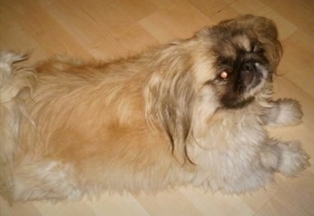 Close Up - The right side of a tan Pekingese that is laying across a hardwood floor