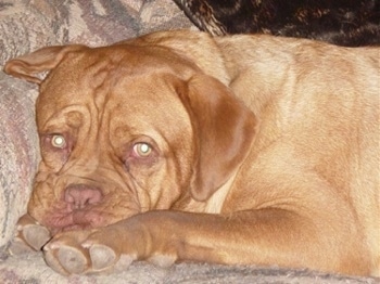 Close Up - Kona the Dogue De Bordeaux is laying on a tan couch