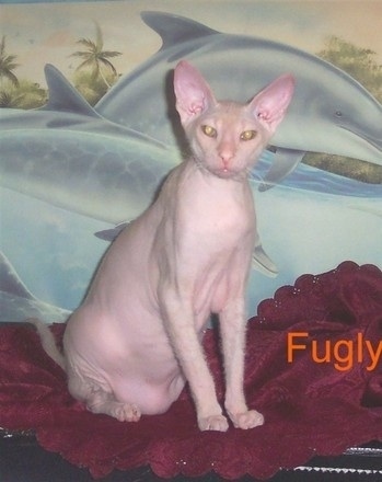 Fugly the hairless Donskoy cat is sitting on a blanket and in the background there is dolphins swimming painted on the wall
