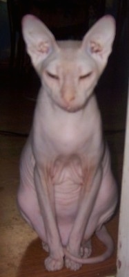 Fugly the hairless Donskoy Cat is sitting with its eyes closed