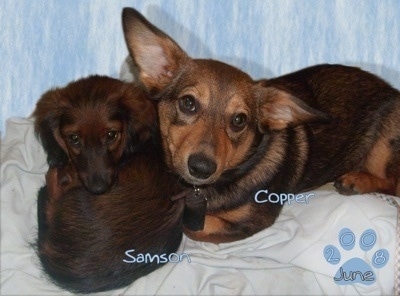 corgi and dachshund mix