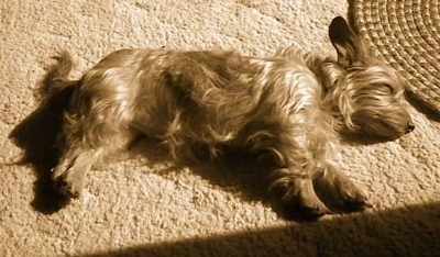 Lana Mable the tan Dorkie is laying on her side on a carpet
