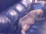 A Doubull-Mastiff puppy is sleeping on a black leather couch