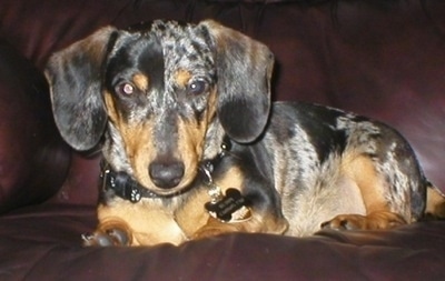 Close Up - Buddy the black, tan and gray spotted Mini Dachshund Puppy is laying on a burgundy couch