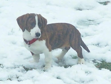 Bindy the brown brindle and white Drever as a young puppy wearing a red collar and walking around outside in snow
