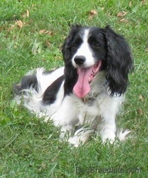 Darci the black and white English Springer Spaniel is laying in a field and her mouth is open and her tongue is out