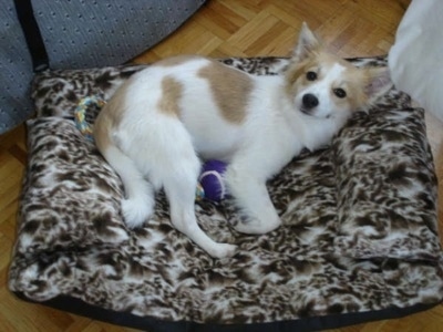 Pinky the tan and white Eskijack is laying on a brown and white dog bed pillow on a hardwood floor next to a blue couch. There is a purple and white tennis ball at her stomach and a rope toy under her