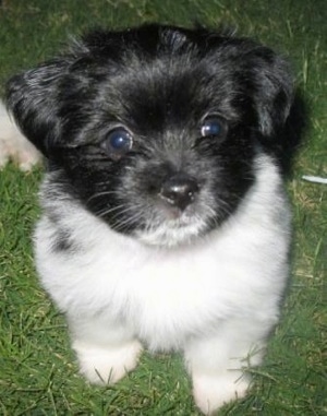 Close Up - Obi the black and white Ewokian puppy is sitting outside in a grassy yard and looking up